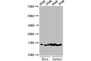 Western Blot Positive WB detected in: Hela cell acid extracts, Jurkat cell acid extracts All lanes: HIST1H3A antibody at 1 μg/mL Secondary Goat polyclonal to rabbit IgG at 1/50000 dilution Predicted band size: 16 kDa Observed band size: 16 kDa (HIST1H3A anticorps  (3meLys36))