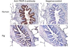 Immunohistochemistry staining (paraffin sections) of TROP2 in human and porcine lung tissue using mouse monoclonal antibody TrMab-6 (diluted 1:100), detected with En Vision FLEX/HRP. (TACSTD2 anticorps)