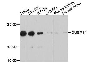 Western blot analysis of extracts of various cell lines, using DUSP14 antibody. (DUSP14 anticorps  (AA 1-198))