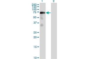Western Blot analysis of FRS2 expression in transfected 293T cell line by FRS2 monoclonal antibody (M02), clone 1F7-1D6. (FRS2 anticorps  (AA 1-341))