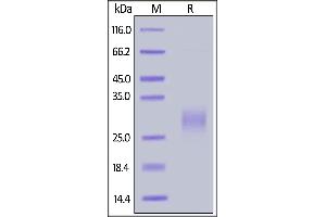 Biotinylated Human ICOS (C136S, C137S), His,Avitag (recommended for biopanning) on  under reducing (R) condition.