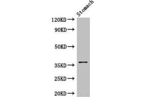 Western Blot Positive WB detected in: Mouse stomach tissue All lanes: PIM3 antibody at 3.