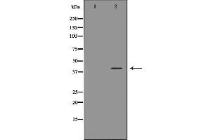Western blot analysis of MCF-7 cell lysate, using ATF4 Antibody. (ATF4 anticorps)