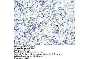 Human Liver (FOXP4 anticorps  (C-Term))