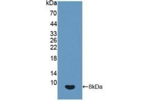 Detection of Recombinant IGF2, Human using Polyclonal Antibody to Insulin Like Growth Factor 2 (IGF2) (IGF2 anticorps  (AA 25-91))