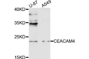 Western blot analysis of extracts of various cell lines, using CEACAM4 antibody (ABIN4903244) at 1:1000 dilution. (CEACAM4 anticorps)