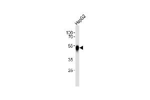 Anti-ASGR2 Antibody (N-term) at 1:1000 dilution + HepG2 whole cell lysates Lysates/proteins at 20 μg per lane.