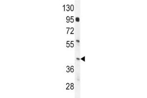 IRF9 antibody western blot analysis in mouse spleen tissue lysate. (IRF9 anticorps  (AA 75-104))