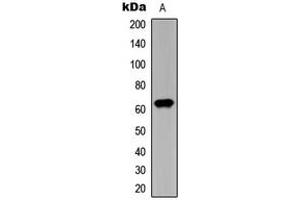 Western blot analysis of CHK2 (pT387) expression in HeLa (A) whole cell lysates. (CHEK2 anticorps  (pSer387))
