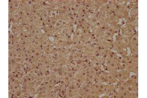 IHC image of ABIN7140207 diluted at 1:100 and staining in paraffin-embedded human adrenal gland tissue performed on a Leica BondTM system. (ATP6AP1L anticorps  (AA 190-209))