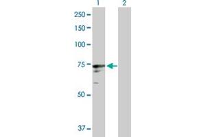 Western Blot analysis of ICK expression in transfected 293T cell line by ICK MaxPab polyclonal antibody. (ICK anticorps  (AA 1-632))