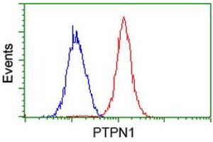 Image no. 2 for anti-Protein tyrosine Phosphatase, Non-Receptor Type 1 (PTPN1) antibody (ABIN1500497) (PTPN1 anticorps)