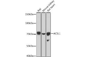 Western blot analysis of extracts of various cell lines, using  antibody (ABIN7265423) at 1:1000 dilution. (ACSL1 anticorps  (AA 46-275))