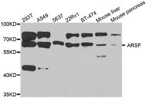 Western blot analysis of extract of various cells, using ARSF antibody. (ARSF anticorps)