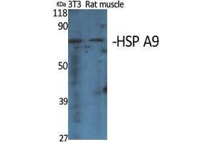 Western Blot (WB) analysis of specific cells using HSP A9 Polyclonal Antibody. (HSPA9 anticorps  (C-Term))