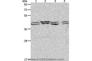 Western blot analysis of Hela, 293T, NIH/3T3 and Jurkat cell, using PSMD6 Polyclonal Antibody at dilution of 1:650 (PSMD6 anticorps)