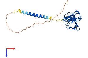 AlphaFold protein structure predicition of Human Recombinant KLRK1 Protein, UniprotID P26718