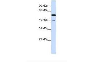 Image no. 1 for anti-Zinc Finger Protein 703 (ZNF703) (C-Term) antibody (ABIN6737730) (ZNF703 anticorps  (C-Term))