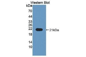 Western Blotting (WB) image for anti-Interleukin 1 Receptor Antagonist (IL1RN) (AA 24-174) antibody (ABIN3209022) (IL1RN anticorps  (AA 24-174))