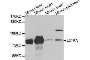 Western blot analysis of extracts of various cell lines, using IL31RA antibody. (IL31RA anticorps)