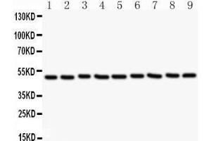 Western Blotting (WB) image for anti-C-Src tyrosine Kinase (CSK) (AA 2-204) antibody (ABIN3042764) (CSK anticorps  (AA 2-204))