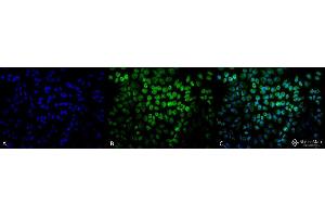 Immunocytochemistry/Immunofluorescence analysis using Rabbit Anti-TNF-R1 Polyclonal Antibody .