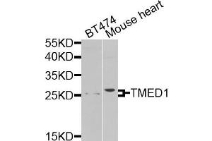 Western blot analysis of extracts of various cells, using TMED1 antibody. (TMED1 anticorps)