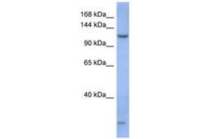 Image no. 1 for anti-Piwi-Like 1 (PIWIL1) (AA 71-120) antibody (ABIN6743059) (PIWIL1 anticorps  (AA 71-120))