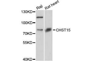 Western blot analysis of extracts of various cell lines, using CHST15 antibody (ABIN5996664) at 1:3000 dilution. (CHST15 anticorps)