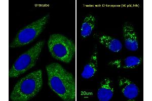 Immunofluorescent analysis of  cells, using ATG4D Antibody (ABIN659112 and ABIN2843757).
