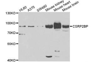 Western blot analysis of extracts of various cell lines, using CSRP2BP antibody. (CSRP2BP anticorps)