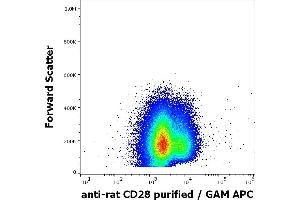Flow cytometry surface staining pattern of rat splenocytes suspension stained using anti-rat CD28 (JJ319) purified antibody (concentration in sample 4 μg/mL) GAM APC. (CD28 anticorps)