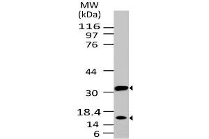 Image no. 1 for anti-Caspase 3 (CASP3) antibody (ABIN5027694) (Caspase 3 anticorps)