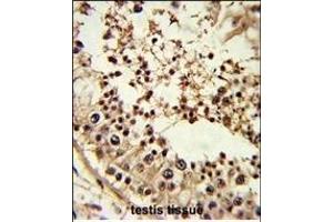 Formalin-fixed and paraffin-embedded human testis tissue reacted with TBP Antibody (Center), which was peroxidase-conjugated to the secondary antibody, followed by DAB staining. (TBP anticorps  (AA 210-239))