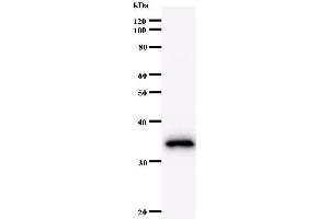 Western Blotting (WB) image for anti-MYC Associated Factor X (MAX) antibody (ABIN932461) (MAX anticorps)