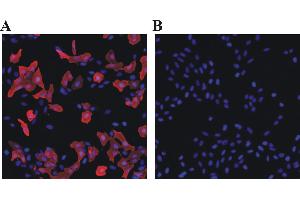 Immunofluorescent analysis for testing of Rabbit anti-chicken polyclonal antibody DyLight 549 conjugate as secondary antibody. (Lapin anti-Poulet IgY Anticorps (DyLight 549))