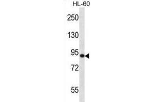 Western Blotting (WB) image for anti-SP140 Nuclear Body Protein (SP140) antibody (ABIN2997006) (SP140 anticorps)