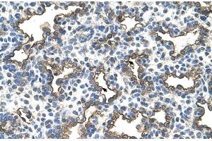 Human Lung (Podoplanin anticorps  (N-Term))