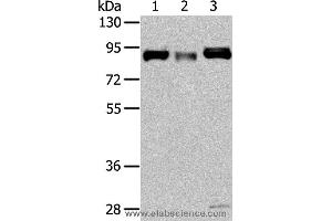 Western blot analysis of Human fetal muscle and fetal brain tissue, hela cell, using CUL4A Polyclonal Antibody at dilution of 1:325 (Cullin 4A anticorps)