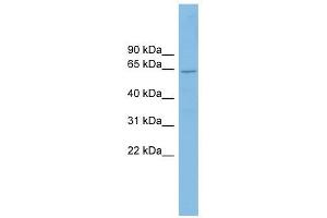 Cryptochrome 2 antibody used at 1 ug/ml to detect target protein.