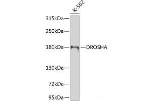 Western blot analysis of extracts of K-562 cells using DROSHA Polyclonal Antibody at dilution of 1:1000. (DROSHA anticorps)