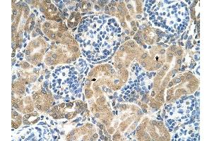 TM9SF1 antibody was used for immunohistochemistry at a concentration of 4-8 ug/ml to stain Epithelial cells of renal tubule (arrows) in Human Kidney. (TM9SF1 anticorps  (N-Term))
