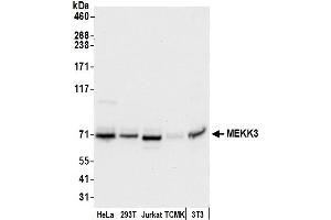 Western Blotting (WB) image for anti-Mitogen-Activated Protein Kinase Kinase Kinase 3 (MAP3K3) (AA 125-175) antibody (ABIN7453131)