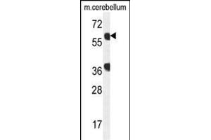GTPBP2 Antibody (C-term) (ABIN654178 and ABIN2844034) western blot analysis in mouse cerebellum tissue lysates (35 μg/lane). (GTPBP2 anticorps  (C-Term))