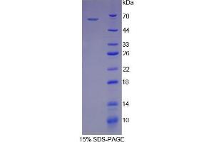 SDS-PAGE analysis of Human HSPD1 Protein. (HSPD1 Protéine)