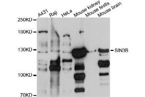 Western blot analysis of extracts of various cells, using SIN3B antibody. (SIN3B anticorps)