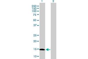 Western Blot analysis of GLIPR2 expression in transfected 293T cell line by GLIPR2 MaxPab polyclonal antibody.