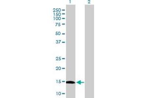 Western Blot analysis of GLIPR2 expression in transfected 293T cell line by GLIPR2 MaxPab polyclonal antibody. (GLIPR2 anticorps  (AA 1-154))