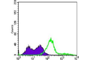 Flow cytometric analysis of Jurkat cells using CD3E mouse mAb (green) and negative control (purple). (CD3 epsilon anticorps)
