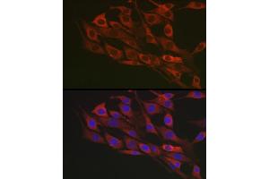 Immunofluorescence analysis of NIH/3T3 cells using Flotillin 1 Rabbit pAb (ABIN6127929, ABIN6140683, ABIN6140684 and ABIN6221813) at dilution of 1:100 (40x lens).